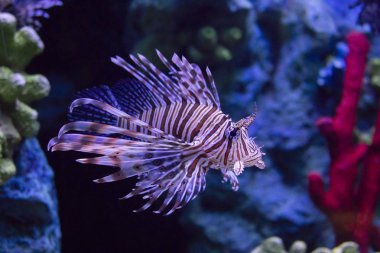 Kırmızı lionfish büyük bir akvaryum yüzme