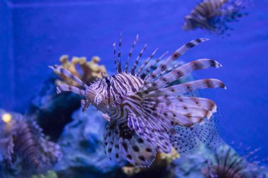 Kırmızı lionfish büyük bir akvaryum yüzme