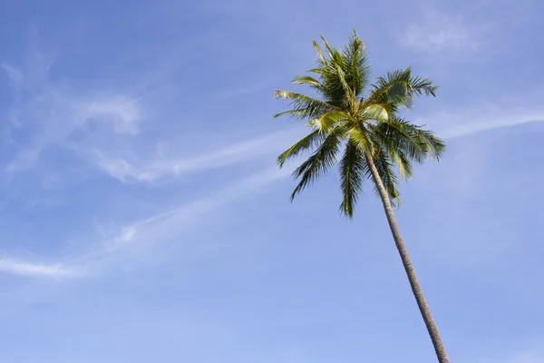 Green palm tree on blue sky background