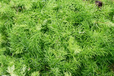 Taze yeşil yaprak arkaplanı