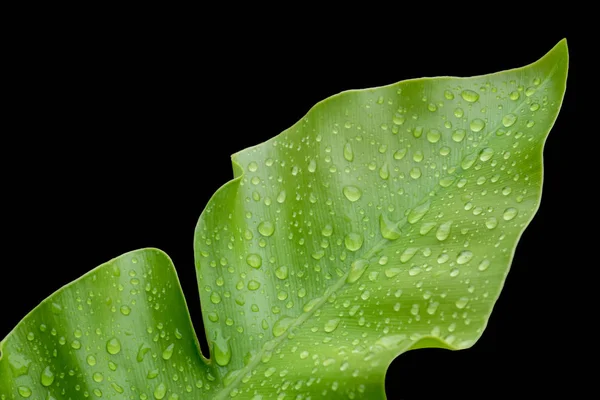 Green Leaf Water Drop Black Background — Stock Photo, Image