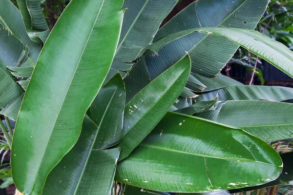 Tropical leaves for background,Nature background