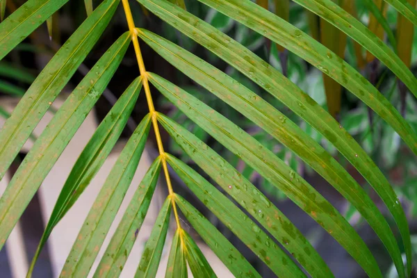 Падіння Дощу Тропічному Пальмовому Листі Природний Фон — стокове фото