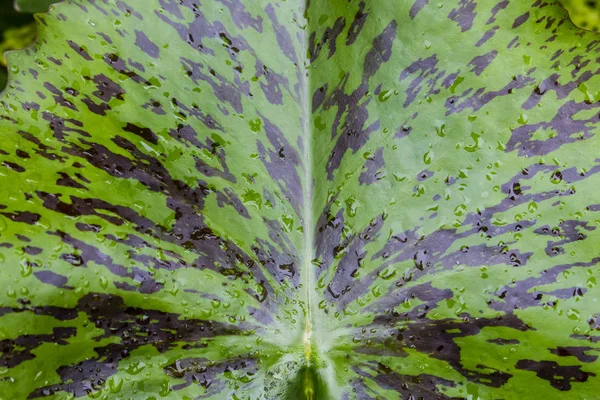 Water Drop Green Lotus Leaf — Stock Photo, Image