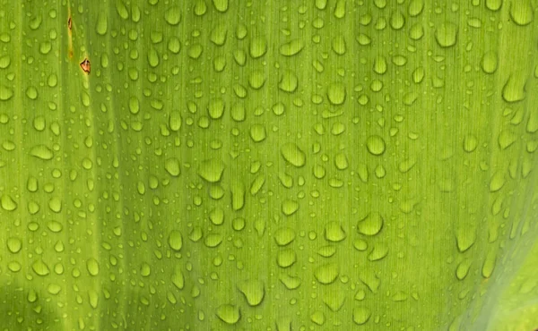 Banana Leaf Texture Background Water Drop — Stock Photo, Image