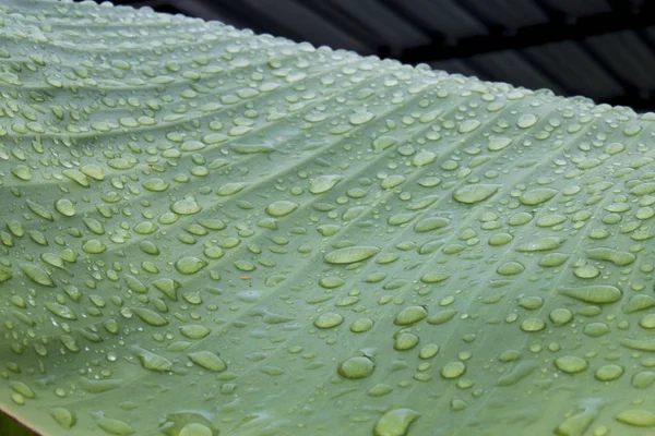 Banana Leaf Texture Water Drops — Stock Photo, Image