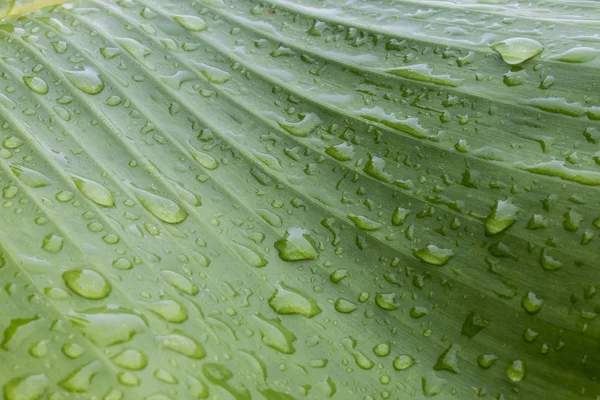 Banana Leaf Texture Water Drops — Stock Photo, Image