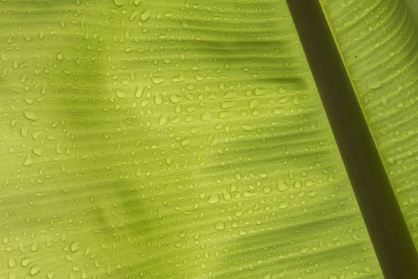 Banana Leaf Texture Water Drops — Stock Photo, Image