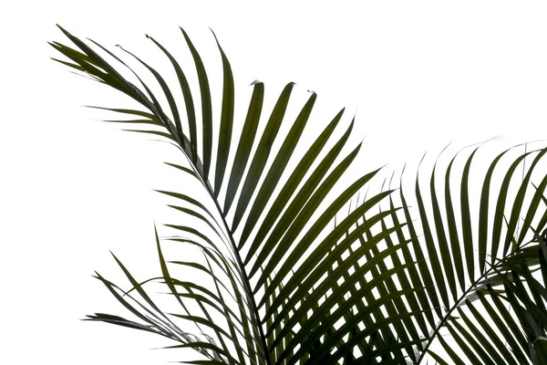 Beyaz arkaplanda izole edilmiş yeşil palmiye yaprakları