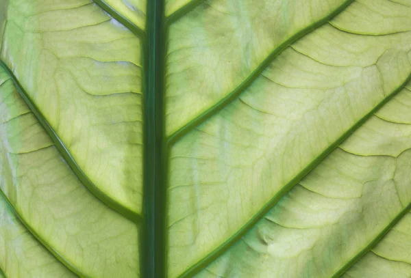 Close Groene Bladtextuur — Stockfoto