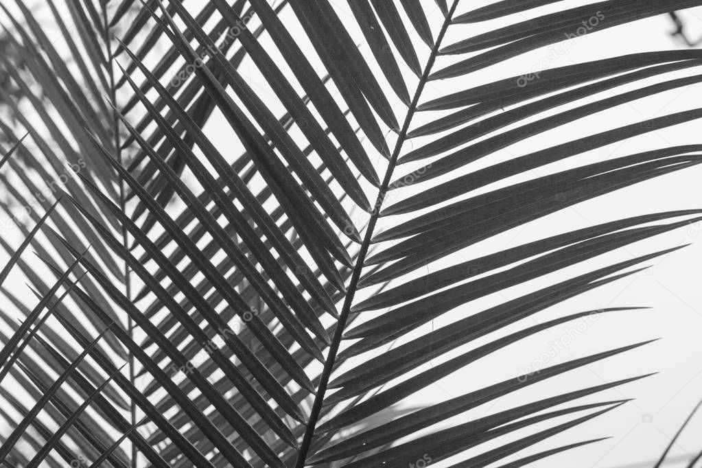 green palm leaves black & white