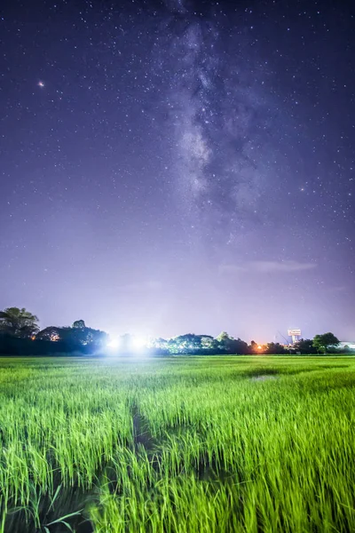 Млечный Путь поднимается над рисовым полем — стоковое фото