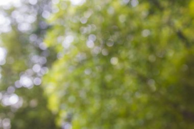 Doğal arka planda güzel soyut yeşil bulanıklık