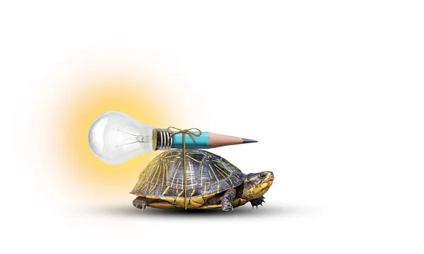 Lápis-Bulbo em tartaruga — Fotografia de Stock