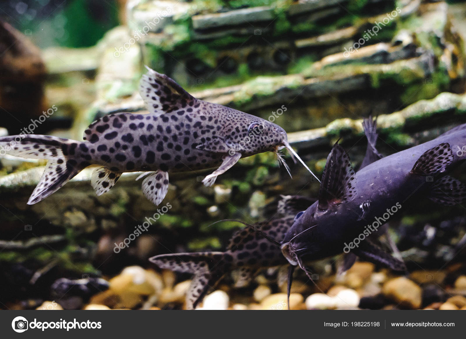 Schone Exotische Grosse Aquarienfische Die Wasser Schwimmen Meereslebewesen Der Unterwasserwelt Stockfoto C Zhyk19