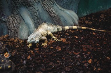 büyük kuş kafesi, yiyor gıda kaplumbağaları ile yeşil kertenkele büyük Iguana