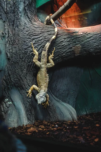 big green lizard Iguana in the cage, down to earth with a tree