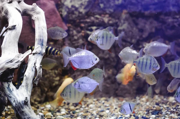 Schöne Exotische Große Aquarienfische Die Wasser Schwimmen Meereslebewesen Der Unterwasserwelt — Stockfoto