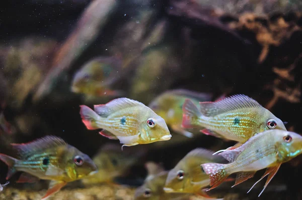 Schöne Exotische Große Aquarienfische Die Wasser Schwimmen Meereslebewesen Der Unterwasserwelt — Stockfoto