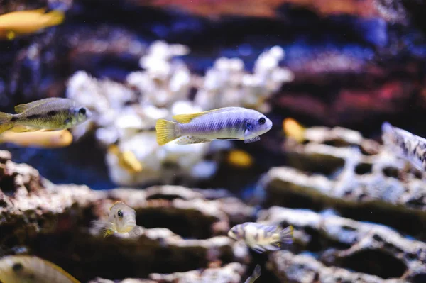 Schöne Exotische Große Aquarienfische Die Wasser Schwimmen Meereslebewesen Der Unterwasserwelt — Stockfoto
