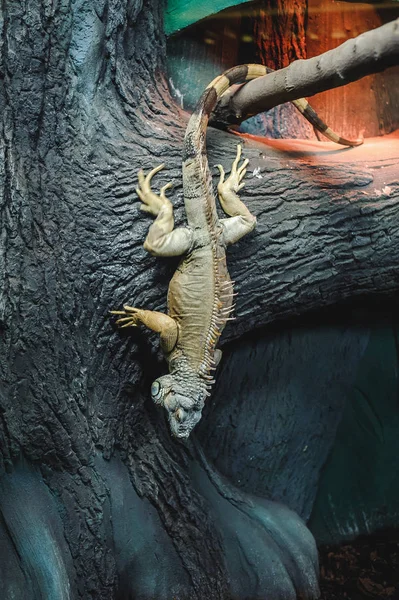big green lizard Iguana in the cage, down to earth with a tree