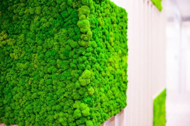 Rusya, Novosibirsk - 29 Kasım 2017: dekoratif moss iç dekorasyon için. Office stil, iç tasarım öğeleri