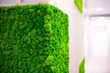 Rusya, Novosibirsk - 29 Kasım 2017: dekoratif moss iç dekorasyon için. Office stil, iç tasarım öğeleri