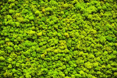 Rusya, Novosibirsk - 29 Kasım 2017: dekoratif moss iç dekorasyon için. Office stil, iç tasarım öğeleri