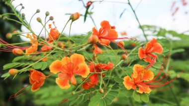 Turuncu ve sarı Tavuskuşu Çiçeği 'nin çevreci çimen yaprağı arkaplanını gün içinde kapatın
