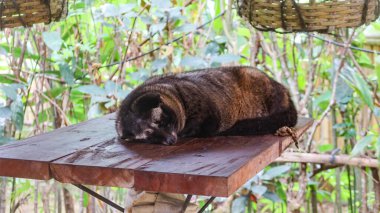Kopi Luwak 'ın yapımından sorumlu olan tahta güvertede uyuyan bir misk faresine yakın plan. 