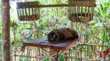 Kopi Luwak 'ın yapımından sorumlu olan tahta güvertede uyuyan bir misk faresine yakın plan. 