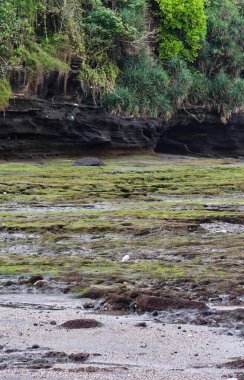 Koyu yeşil yosun ve seyrek bitki örtüsüyle birbirine karışmış koyu volkanik kayaların dokulu görüntüsü doğal erozyonun ve fotokopi uzayı ile büyümenin ham güzelliğini yakalıyor.