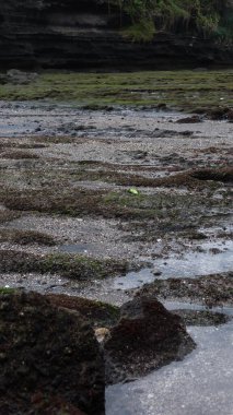 Koyu yeşil yosun ve seyrek bitki örtüsüyle birbirine karışmış koyu volkanik kayaların dokulu görüntüsü doğal erozyonun ve fotokopi uzayı ile büyümenin ham güzelliğini yakalıyor.