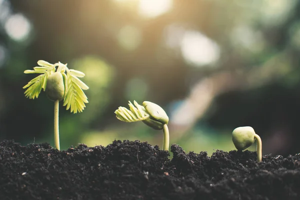 Pequena Planta Fresca Crescendo Solo Árvore Bokeh Fundo Ambiente Economia — Fotografia de Stock