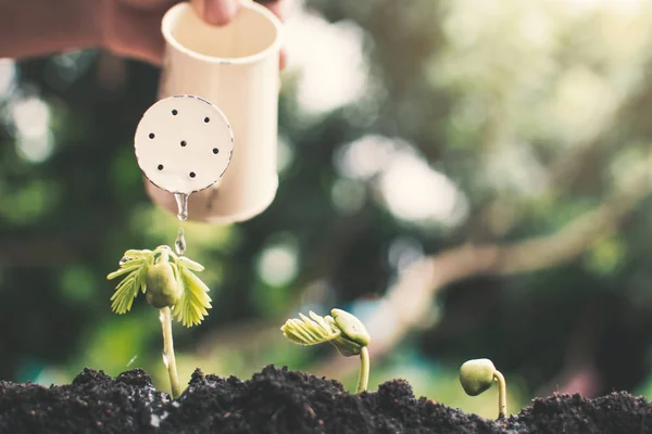 Hand Met Gieter Tuinieren Groene Plant Opgroeien Bodem — Stockfoto