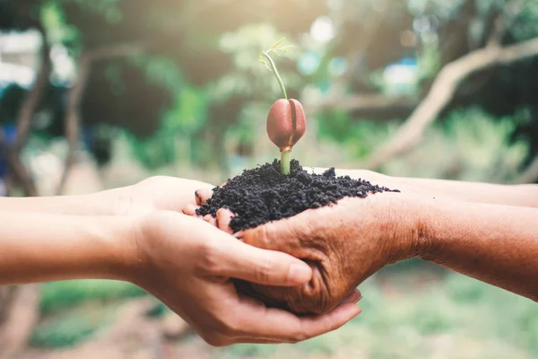 Planter Main Humaine Germe Dans Nature Sauver Protéger Environnement — Photo