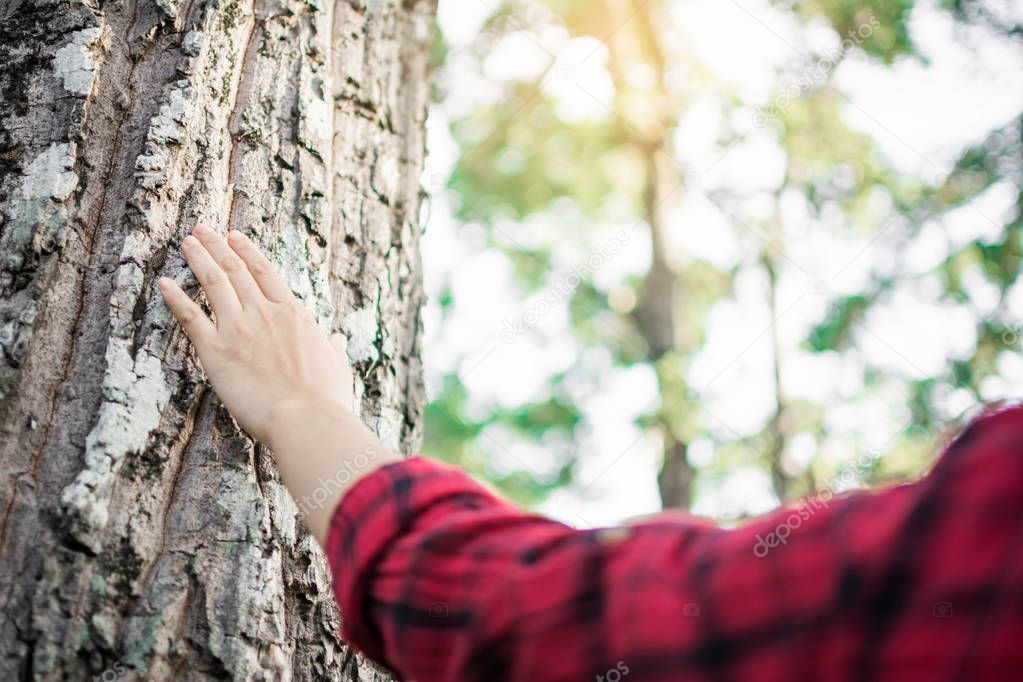 Human touching big tree color of hipster tone selective soft focus, concept protect environment