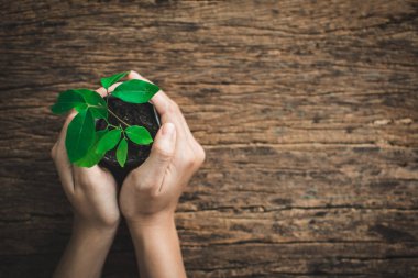 İnsan eli küçük bitki koruma. Kavram dünya gün çevre ve ozon.