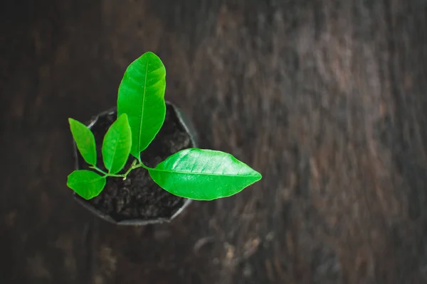 Brote Madera Vieja Concepto Proteger Salvar Medio Ambiente — Foto de Stock