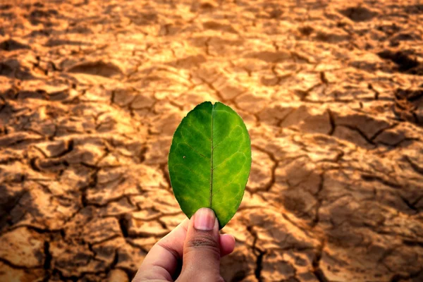 Menselijke Handholding Leaf Gekraakte Droge Grond Milieuproblemen — Stockfoto