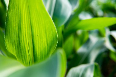 Yeşil Mısır yaprak arka kapatmak.