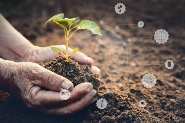 Eski eller simgesi görüntü üzerinde ortamı hakkında ile toprak toprağa yeşil Fideler dikim, korunması ve saf doğa dünya kavram olarak kaydetme.