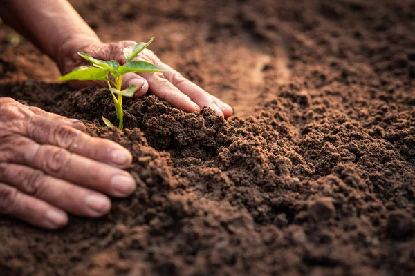 Old hand planting sprout on soil.