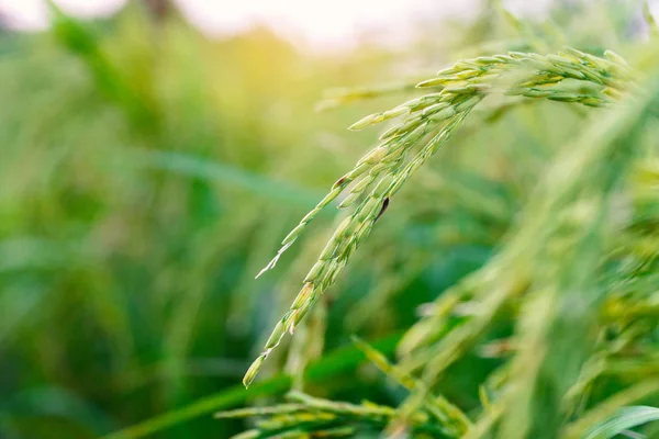 Close up ripe rice in the field.