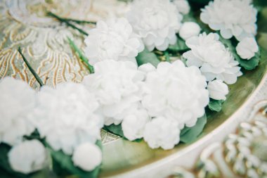 Yasemin beyaz çiçekleri