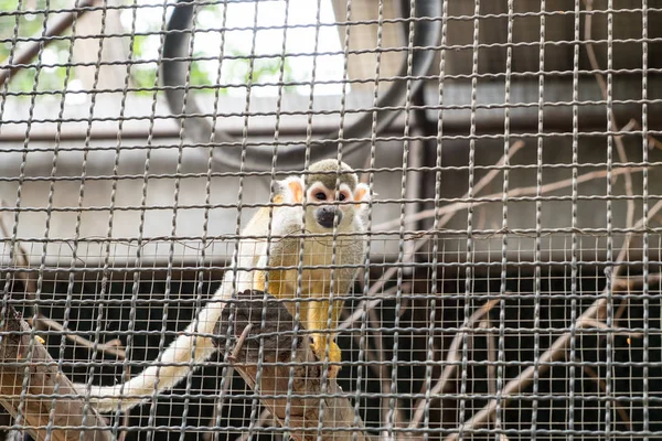 リス猿は檻の中で木材を保持します — ストック写真