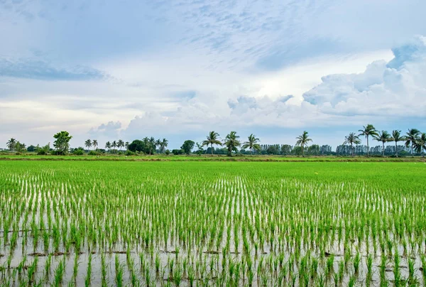 Rice fields verdant in rural scene