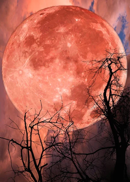 Kırmızı Büyük Ağaç Siluet Dramatik Gökyüzü Üzerinde — Stok fotoğraf