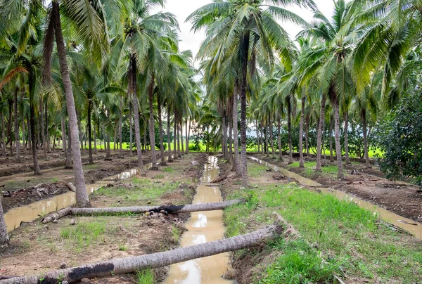 시골에서 코코넛 — 스톡 사진