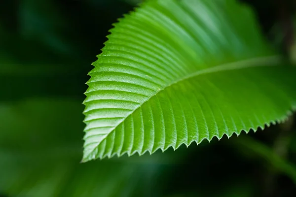 Primer Plano Elegancia Hoja Verde Profundo Fondo Natural —  Fotos de Stock